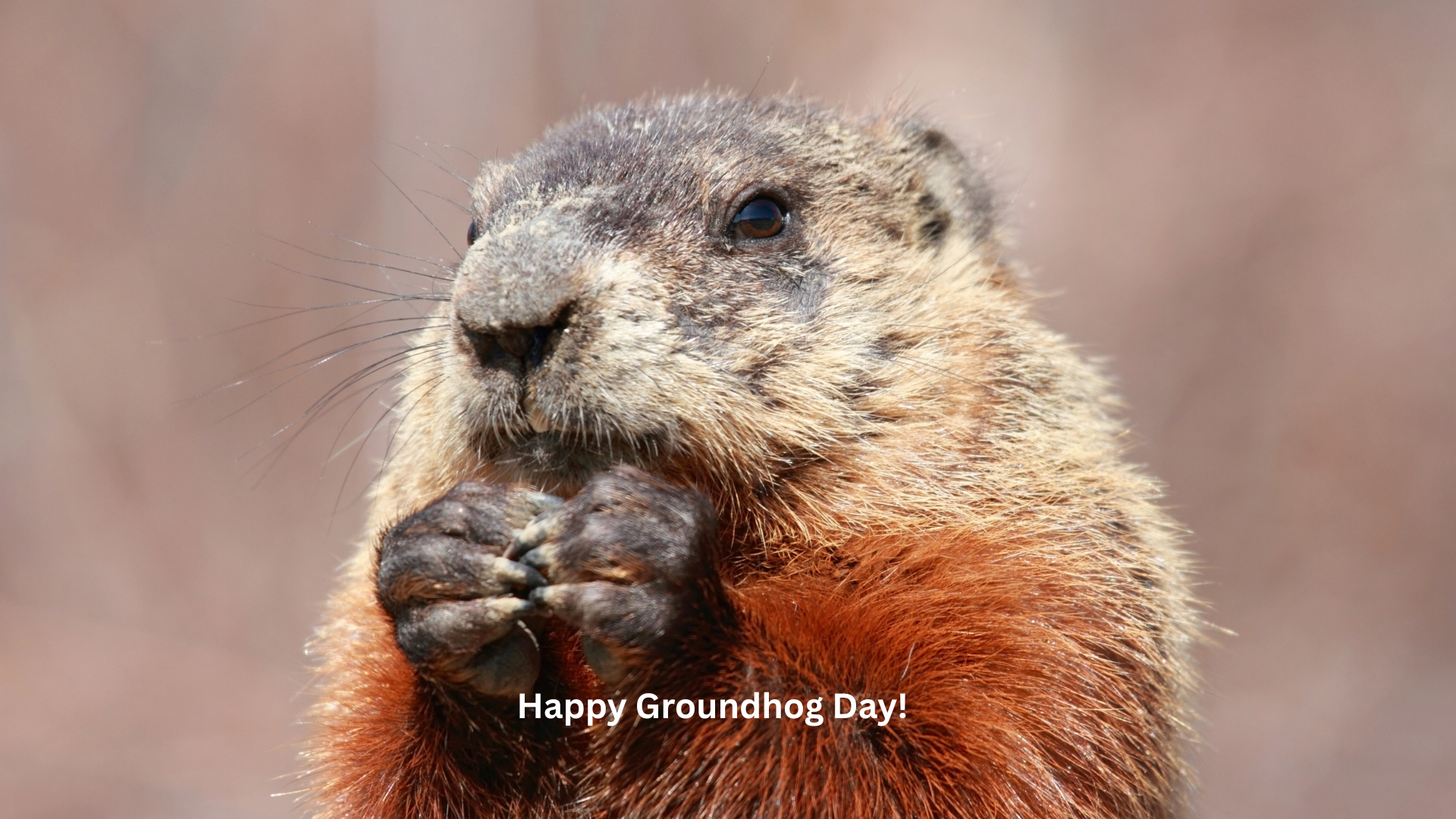 groundhog day